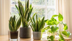 What Are the Best Indoor Plants for Home Transformation in 2024?