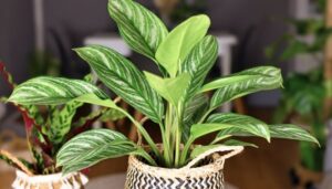 Which Houseplants Are Easiest for Beginners to Grow?