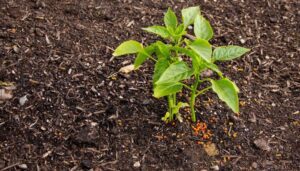 How Can Organic Fertilizers Enhance Plant Growth?