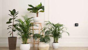 What Are the Best Indoor Plants for Effective Air Purification?