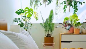 How Can Indoor Plants Enhance Sleep Quality?