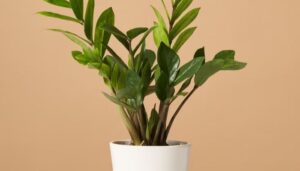 What Are Some Effortless Ideas for Low-Light Indoor Gardens?