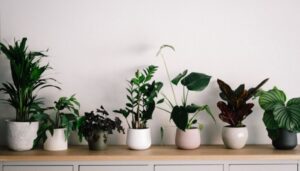 How Do Indoor Plants Benefit Mental Health?