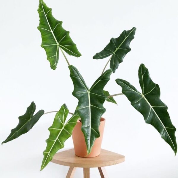 Alocasia Sarian