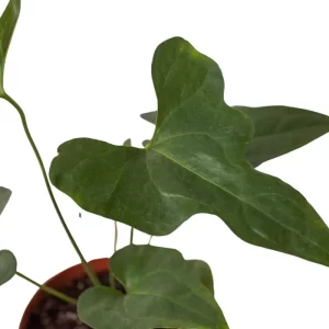 Anthurium Lacy Plant