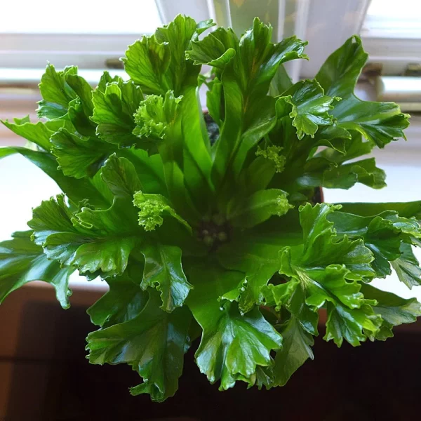 Bird’s Nest Leslie Fern