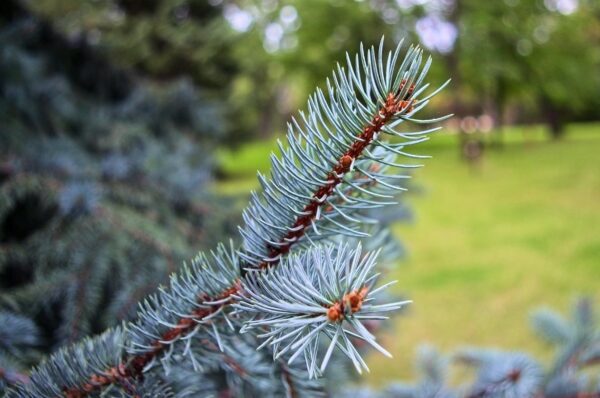 Blue Pine Trees