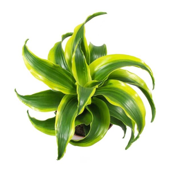 Dracaena Tornado