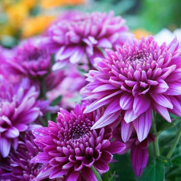 Mums (Chrysanthemum)