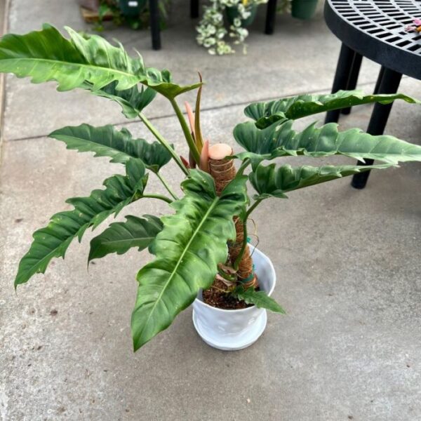 Philodendron Jungle Boogie