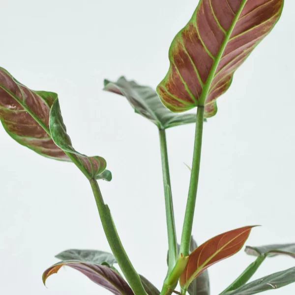 Philodendron Subhastatum