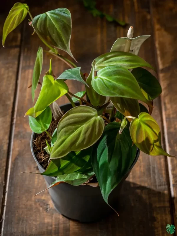 Philodendron 'Velvet'