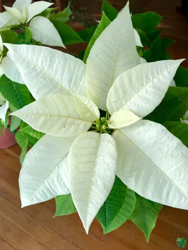 Poinsettia White