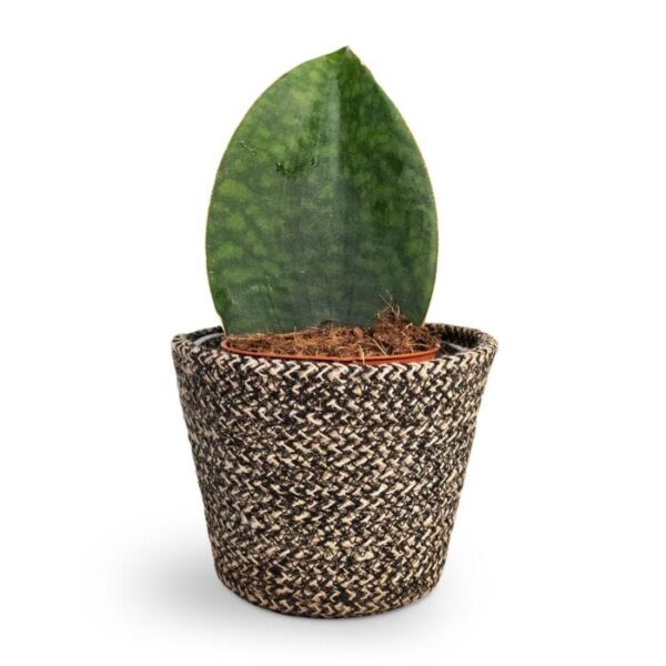 Shark Fin Snake Plant