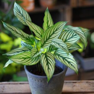 Calathea Vittata