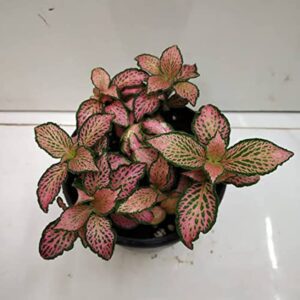 Fittonia Pink