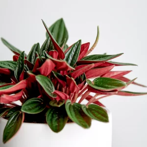 Peperomia Rosso