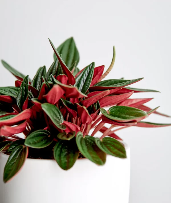 Peperomia Rosso