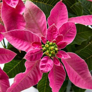 Poinsettia Pink