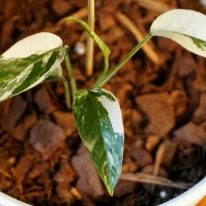 Pothos Albo Variegata