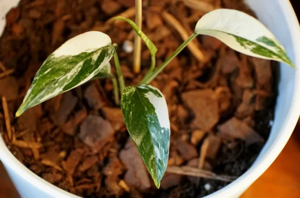 Pothos Albo Variegata