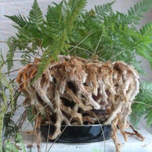 Rabbits Foot Fern