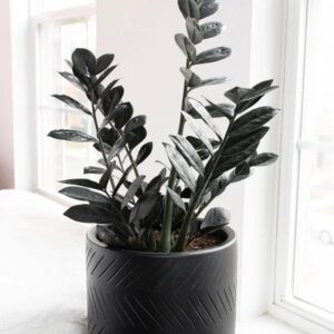 Zz Zamioculcas Black Queen