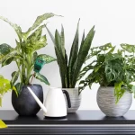 10 Easy-to-Grow Houseplants for Beginners In 2024