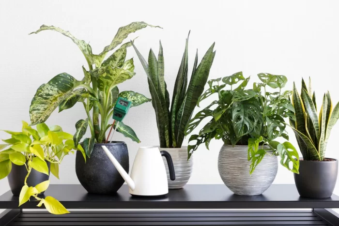 10 Easy-to-Grow Houseplants for Beginners In 2024