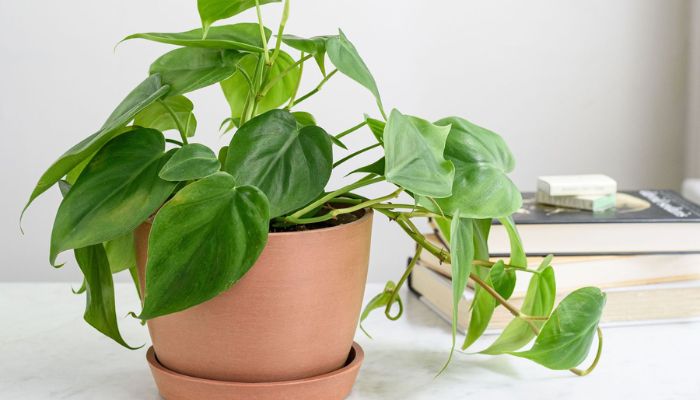 Which Houseplants Are Easiest for Beginners to Grow?