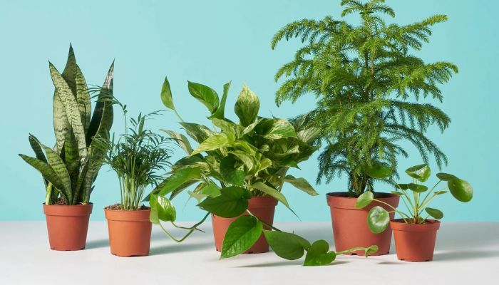 What Are the Best Low-Maintenance Plants for Busy Lifestyles?