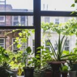 What Are Some Simple Tips for Growing Beautiful Plants in Apartments?