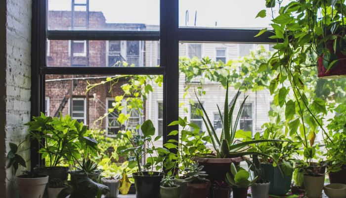 What Are Some Simple Tips for Growing Beautiful Plants in Apartments?