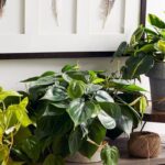 Which Houseplants Thrive in Low-Light Environments?