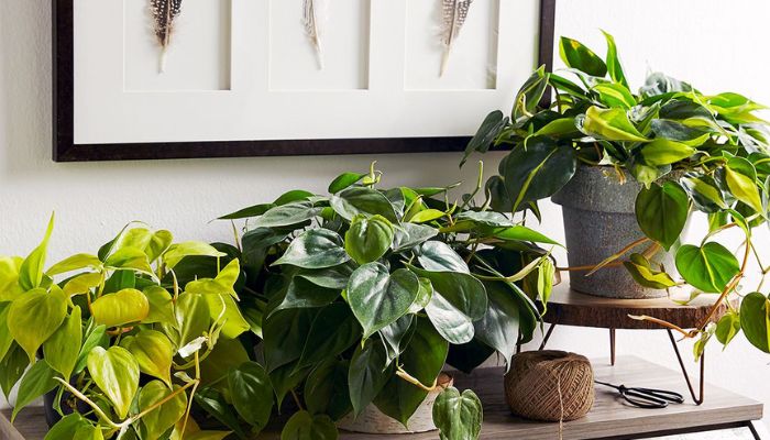 Which Houseplants Thrive in Low-Light Environments?