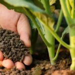 How Can Organic Fertilizers Enhance Plant Growth?