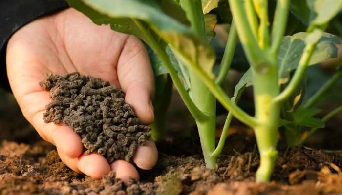 How Can Organic Fertilizers Enhance Plant Growth?