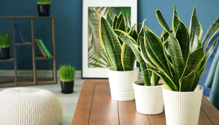 What Are the Best Indoor Plants for Effective Air Purification?