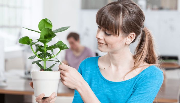 Which Indoor Plants Improve the Home Office Environment?