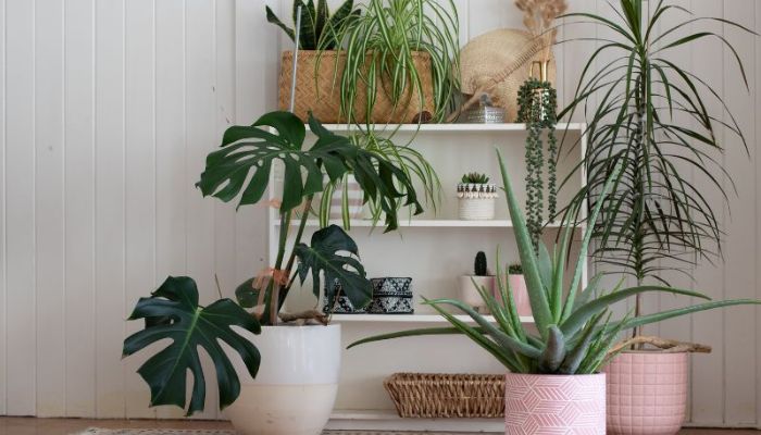 How Can Indoor Plants Enhance Sleep Quality?