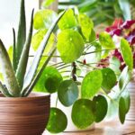 How Do Indoor Plants Benefit Mental Health?