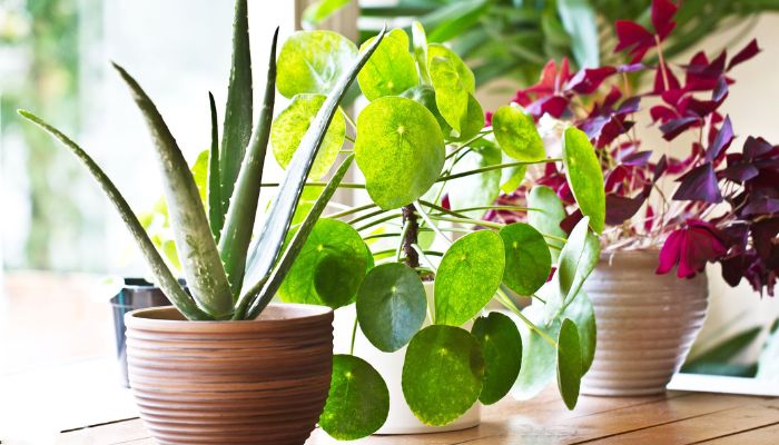 How Do Indoor Plants Benefit Mental Health?